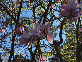 SF Botanical Gardens